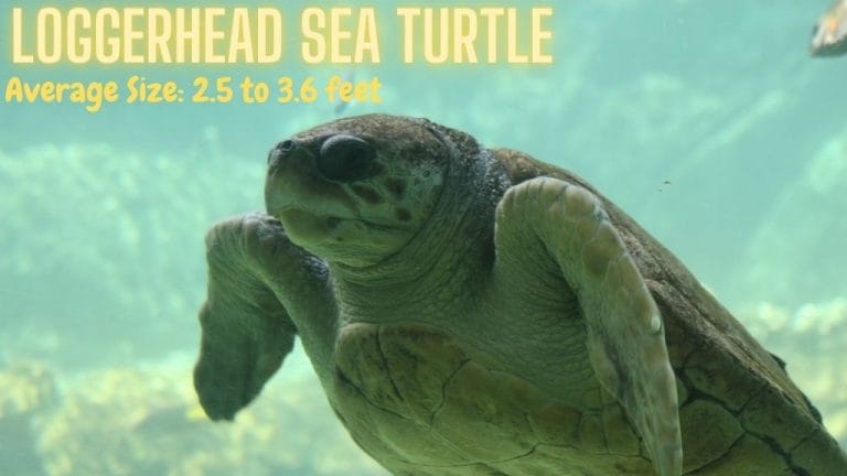 Caretta caretta (Loggerhead sea turtle)