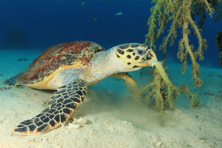 Sea Turtles Are Mistaking Plastic for Food—And It’s Getting Worse in 2025