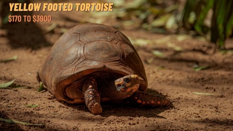 Chelonoidis denticulatus (Yellow-footed Tortoise)