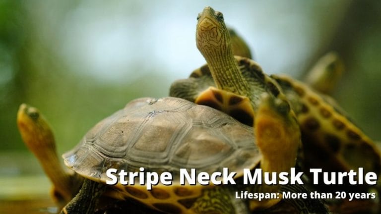 Stripe Neck Musk Turtle lifespan
