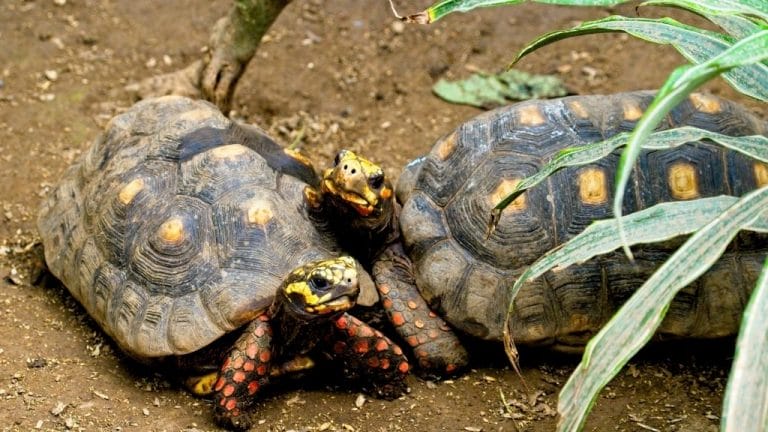 Where To Buy Sulcata Tortoise