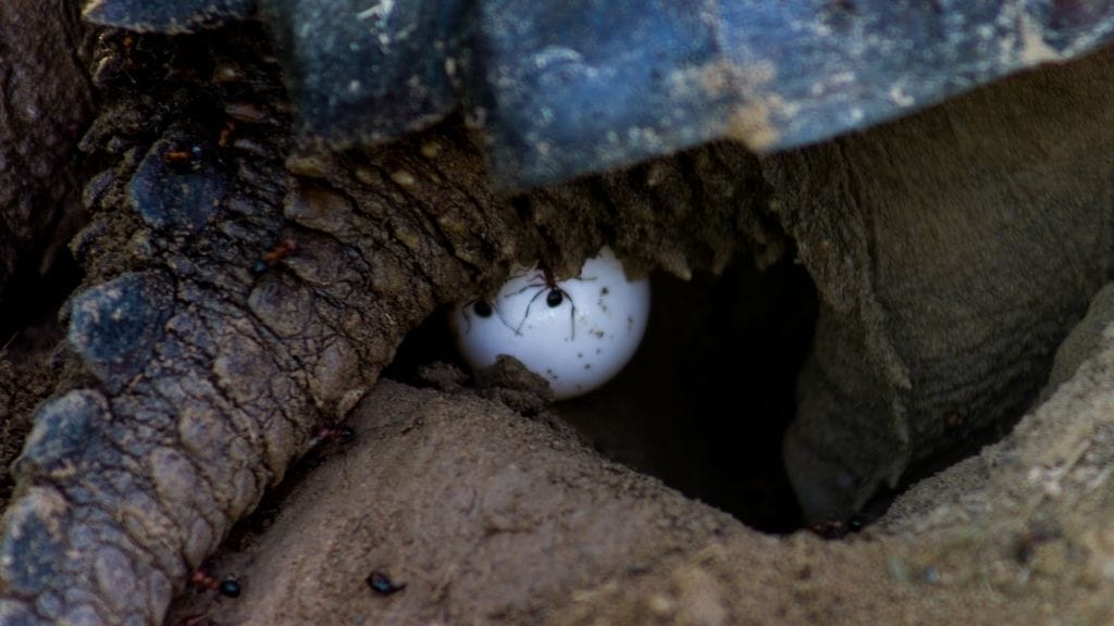 Does Incubation Temperature Affect Gender In Turtles