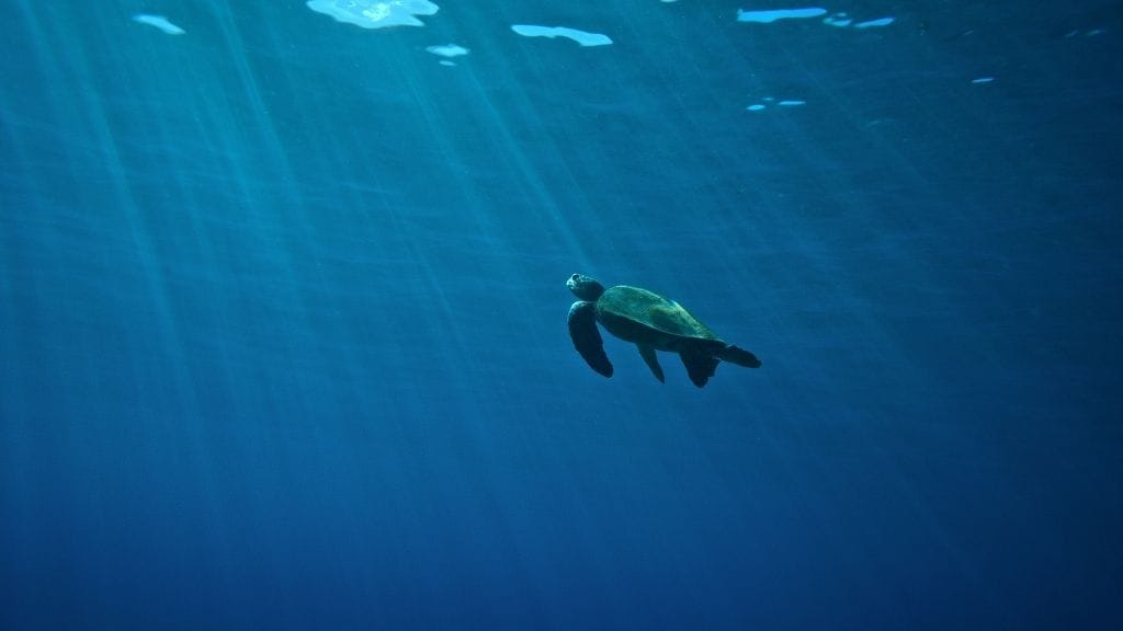 How Long Can A Sea Turtle Hold Its Breath