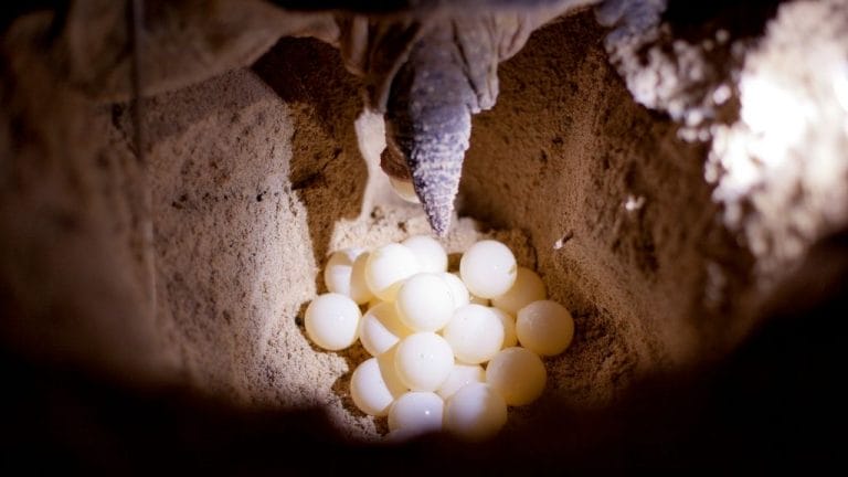 How Long Does It Take For Snapping Turtle Eggs To Hatch