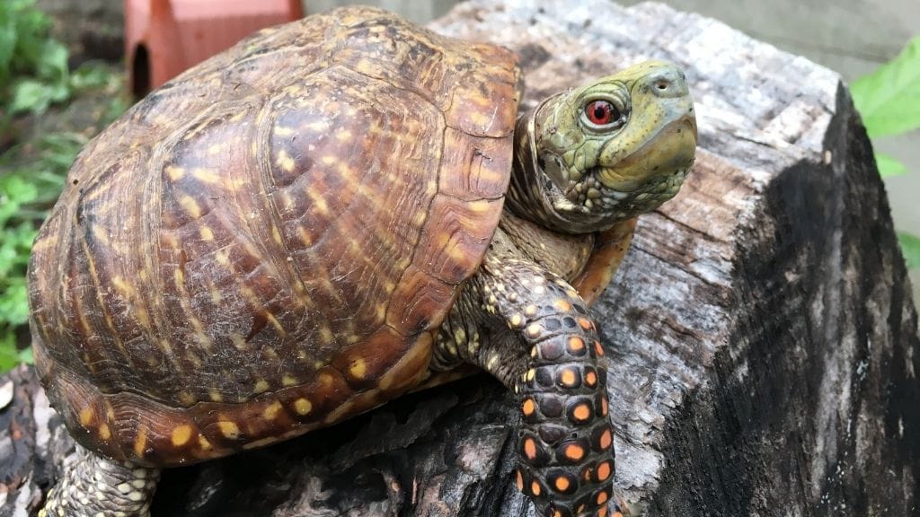 How To Take Care Of Ornate Box Turtle