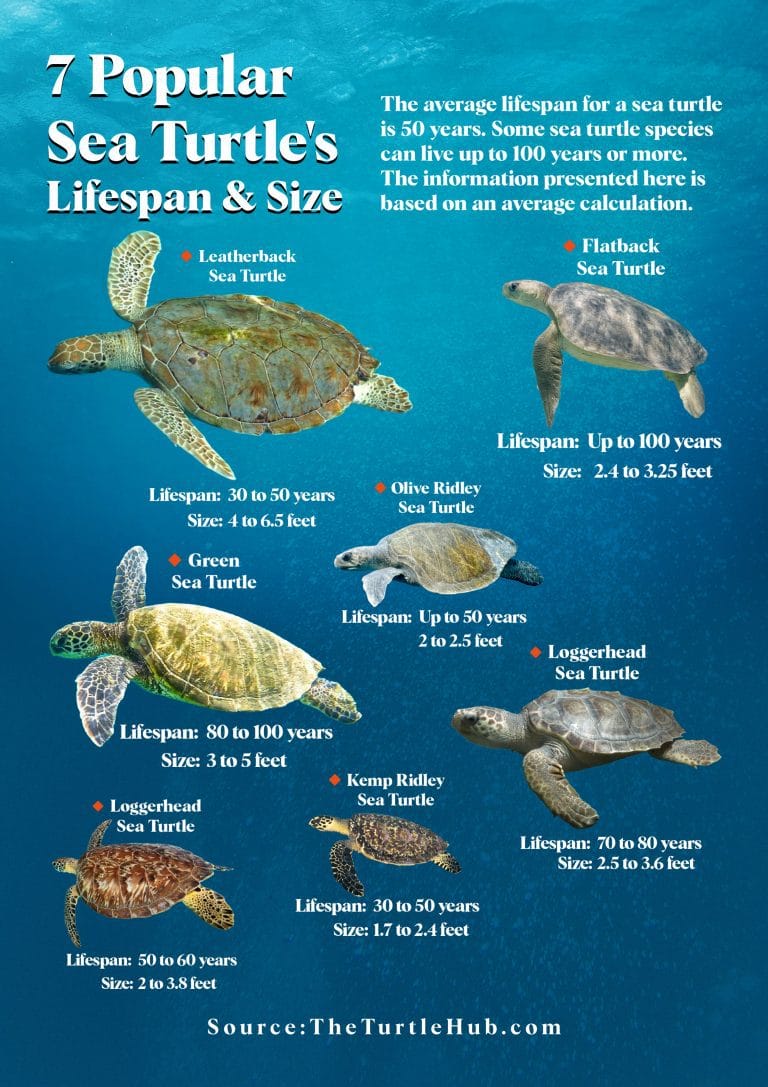 Sea turtle Lifespan and Size infographic