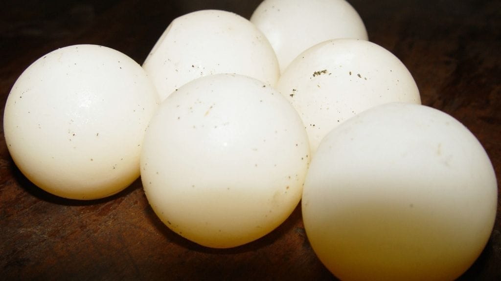 turtle eggs