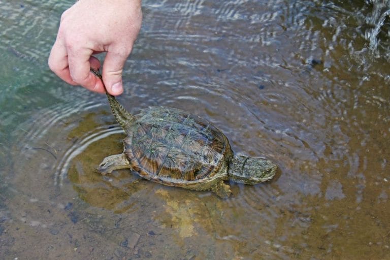 Boost Your Turtle’s Intelligence: Advanced Enrichment Activities Discovered