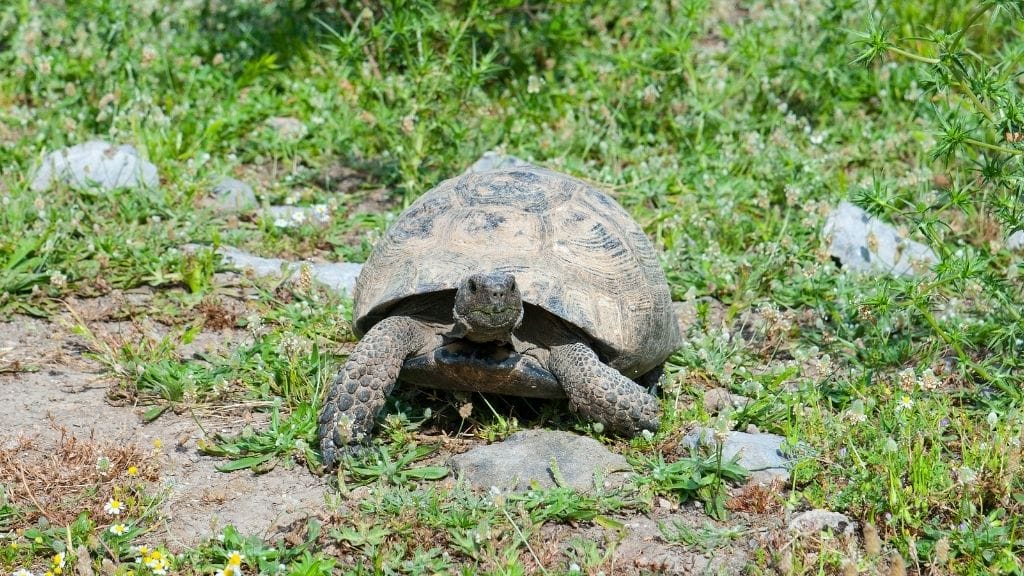 How Fast Can A Tortoise Run