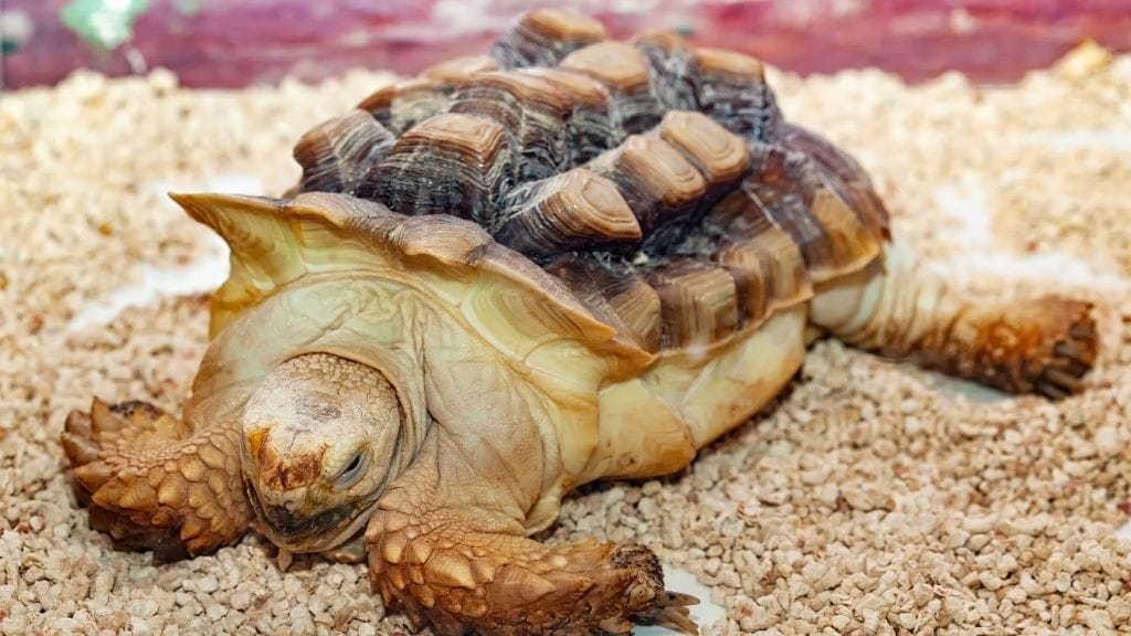 How Much Does A Sulcata Tortoise Cost