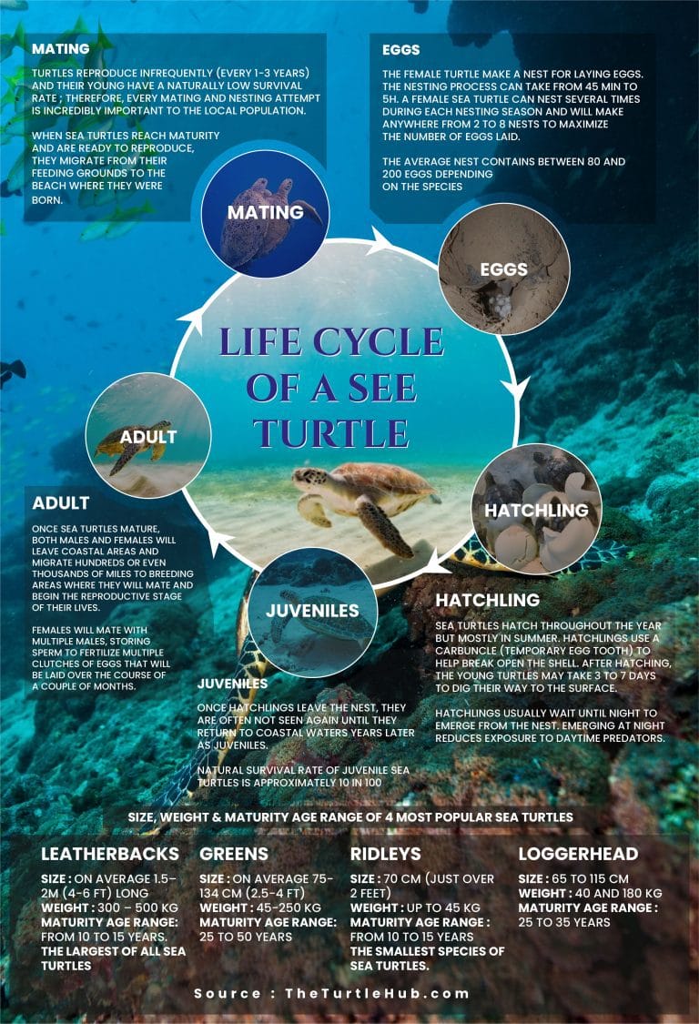 sea turtle life cycle infographic
