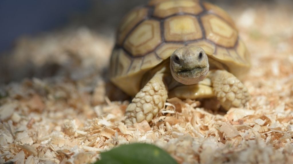 Baby Sulcata Tortoise Feeding Guide For Beginners