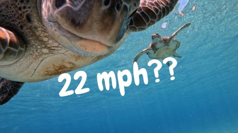 How Fast Can A Sea Turtle Swim
