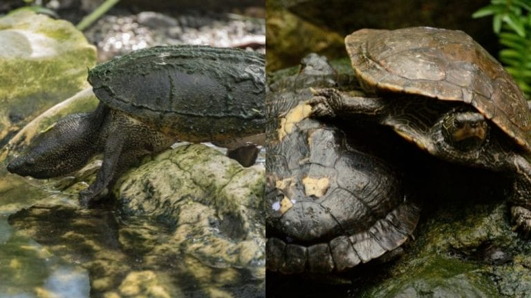 Mud Turtle Vs. Musk Turtle