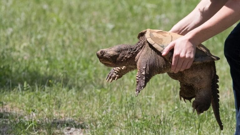 Snapping Turtle Release Guide