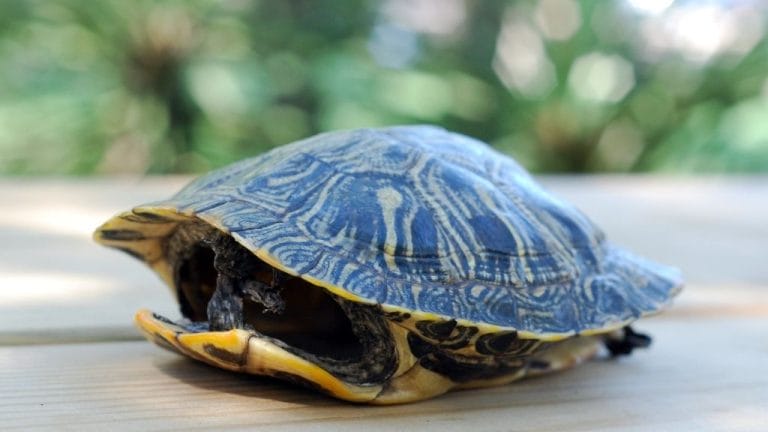 Do Turtles Sleep In Their Shell?
