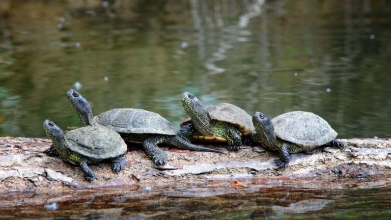15 Turtle Species That Are Perfect For Outdoor Pond