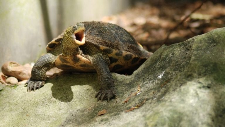Why Turtles Leave Their Mouths Open?