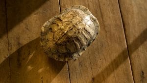 How Hard Is A Turtle Shell? [More Than You Thought!] – The Turtle Hub