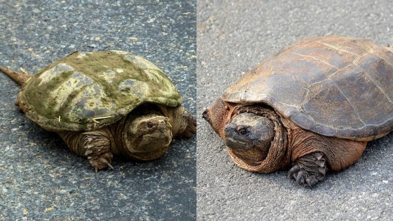 How To Determine Snapping Turtle Gender?