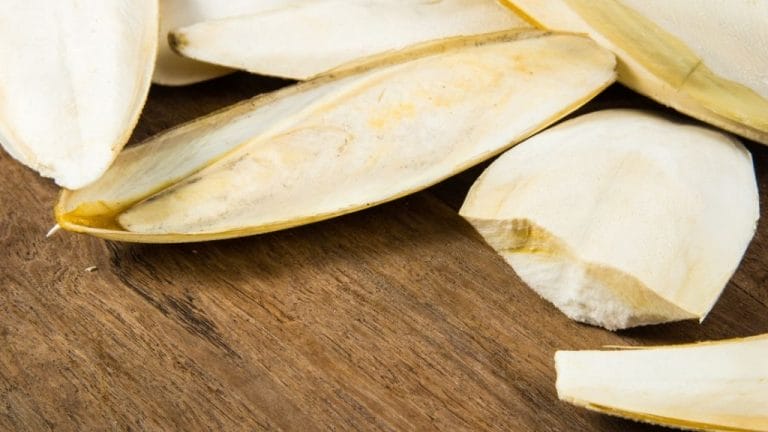 How To Provide Calcium To Turtles?