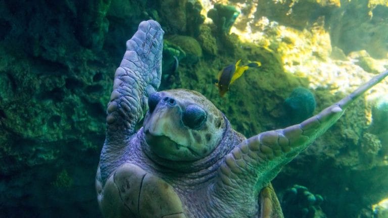 Do Sea Turtles Bite?