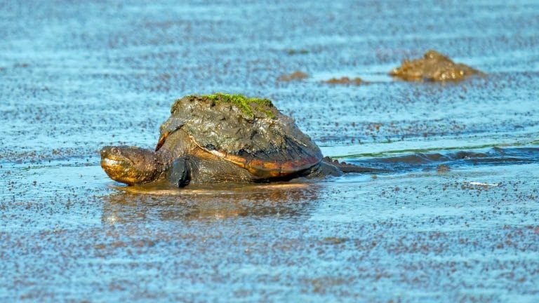 How Long Do Snapping Turtles Live? [Explained With Chart]