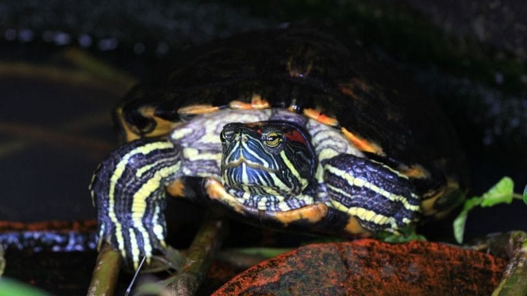Frequently Asked Questions About Red-Eared Slider