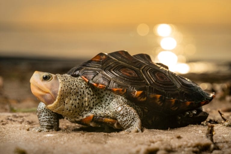 Malaclemys terrapin (Diamondback Terrapin)