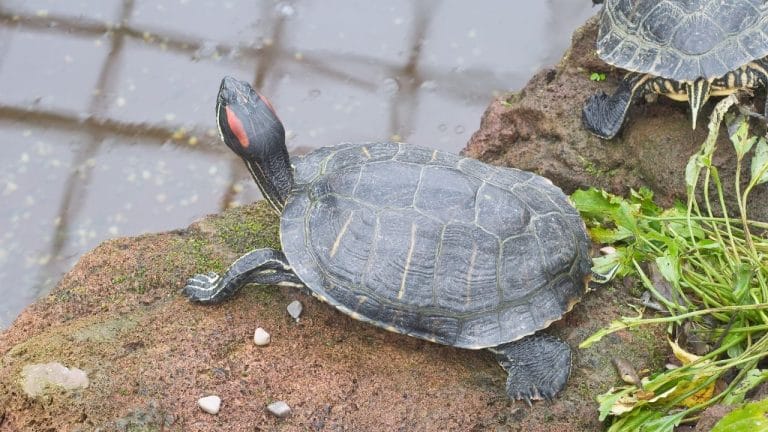 Can Turtle Pee Harm or Kill You?