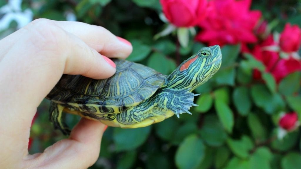 Adult red-eared slider showing full grown size