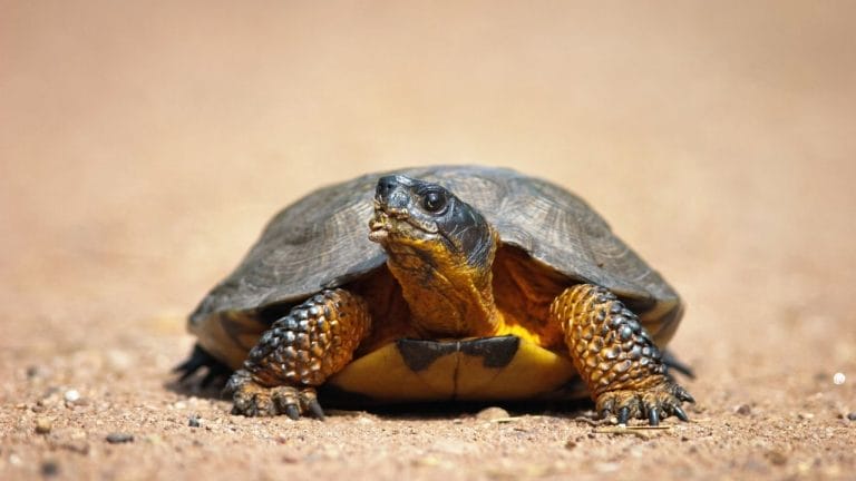 How To Take Care Of Wood Turtles? | Beginner’s Guide