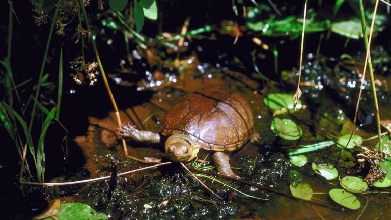 6 Types Of Pet Mud Turtles [Care Sheet, Pictures]