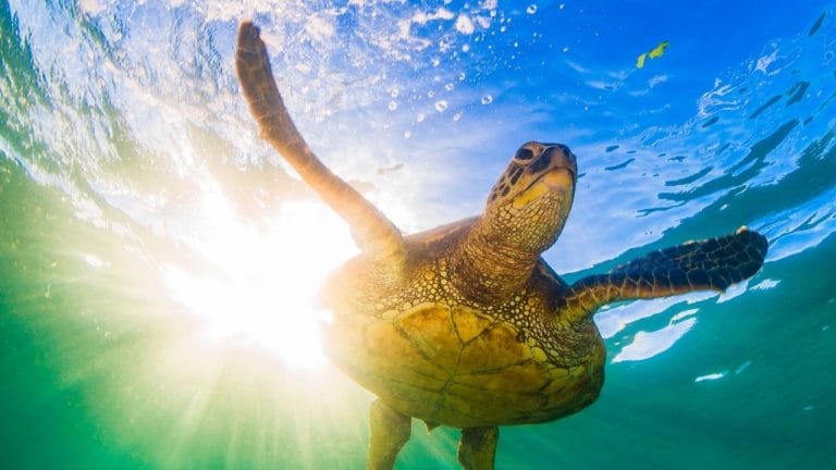 How To Tell The Age Of A Sea Turtle?