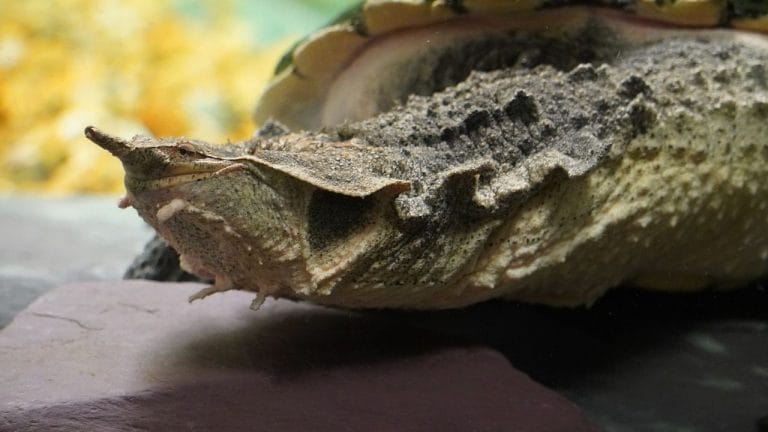 11 Bizarre Turtles That Look Straight Out of a Sci-Fi Movie