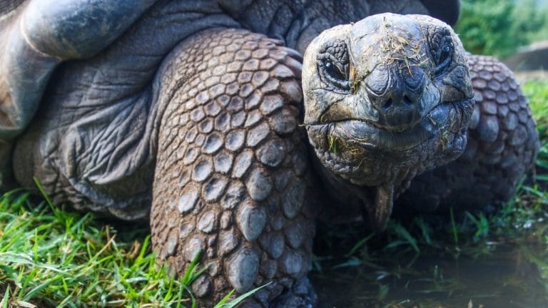 How Long Can A Tortoise Hold Its Breath?