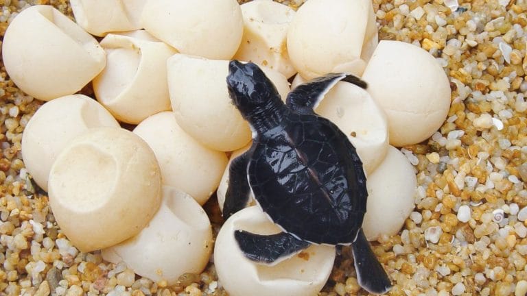 How Long Does It Take For Turtles Eggs To Hatch?