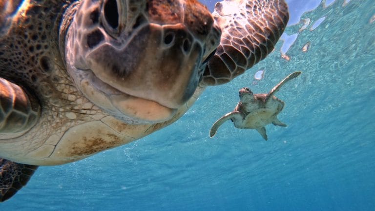 Are Sea Turtles Aggressive? [Examining The Evidience]