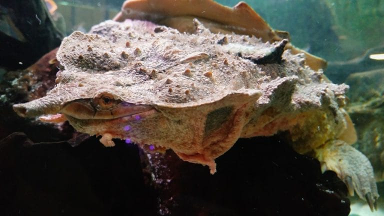 Chelus fimbriata (Matamata Turtle)