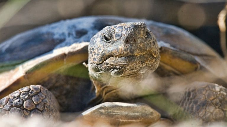 How To Tell The Age Of A Tortoise? [Chart, Picture]