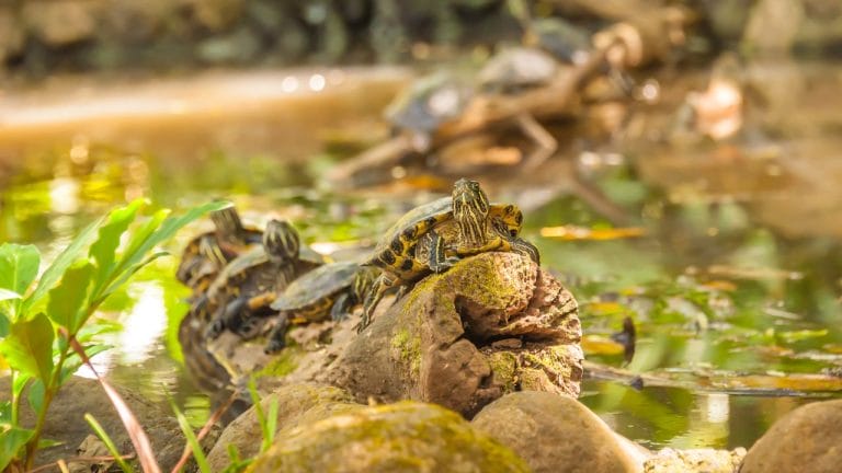 Transform Your Backyard with This Ultimate Outdoor Turtle Pond Setup Guide