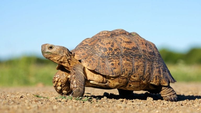 How To Tell If Tortoise Is Pregnant?
