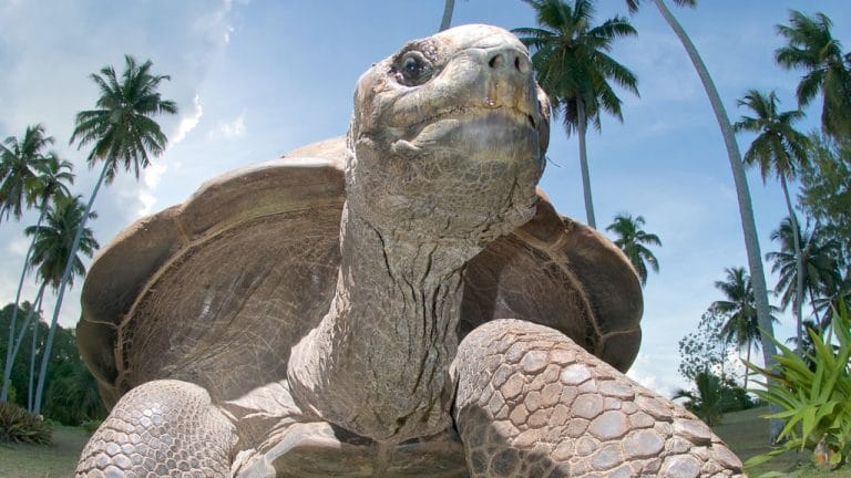 Proper Temperature Guide For Keeping Tortoises [Must Read]