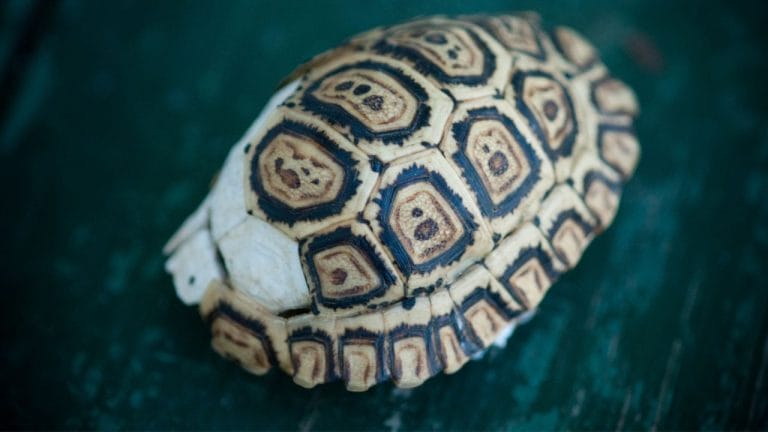 How Strong Is A Tortoise Shell?