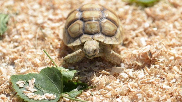 15 Signs Your Sulcata Tortoise Is Dying [Immediate Action]
