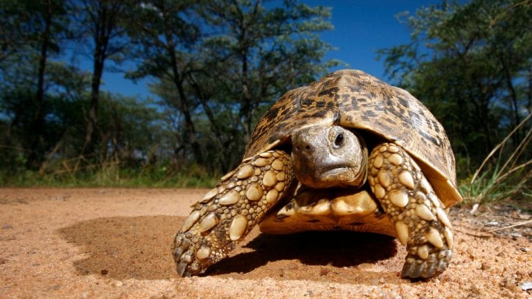 Tortoise Growth Rate: How To Make Them Grow Faster?