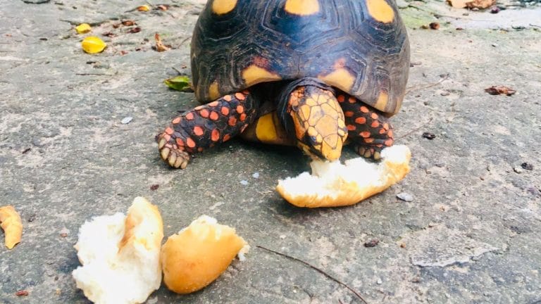 How Often Do Tortoises Eat? [Weekly Schedule]