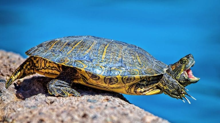 Turtle Yawning: What It Means?