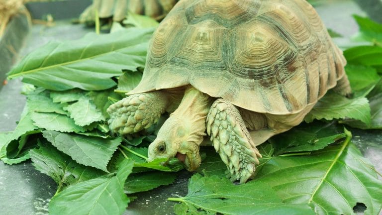 Why Is My Sulcata Tortoise Not Eating? [Causes & Solutions]