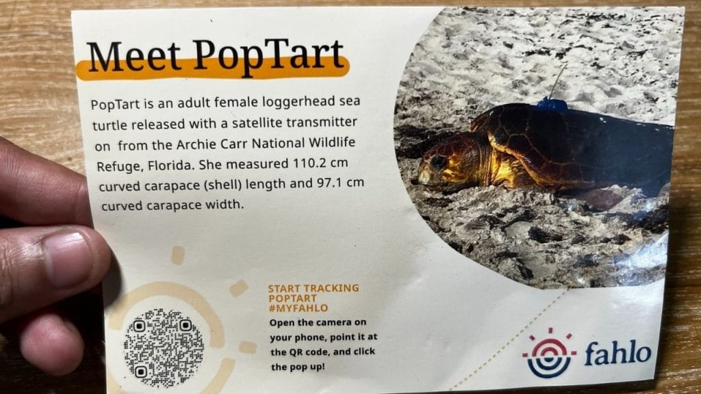 fahlo sea turtle card